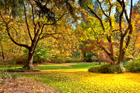Lithia Park Fall