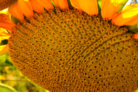 Dave's Sunflower