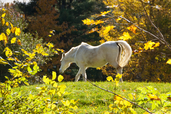 Vermont Horse Play